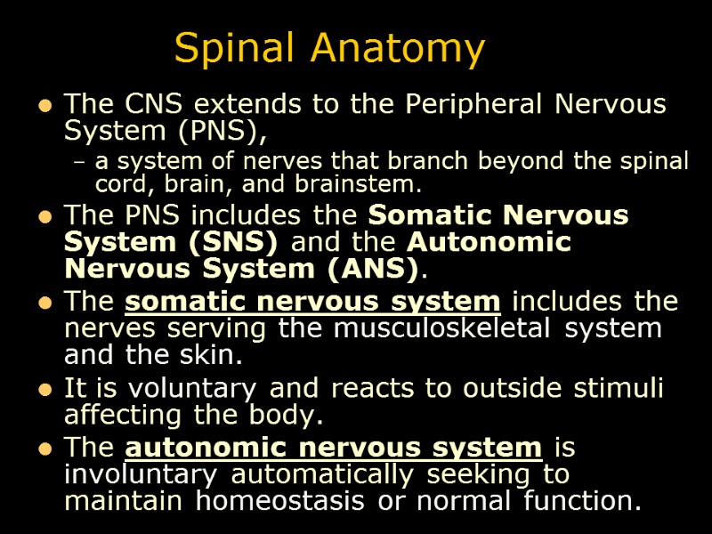 Spinal Anatomy The CNS extends to the Peripheral Nervous System (PNS),  a system